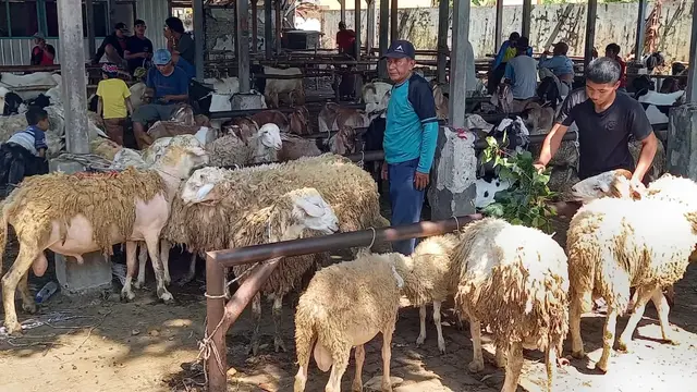 Bisnis Kambing Semakin Prospektif Berkat Lonjakan Harga Pasar