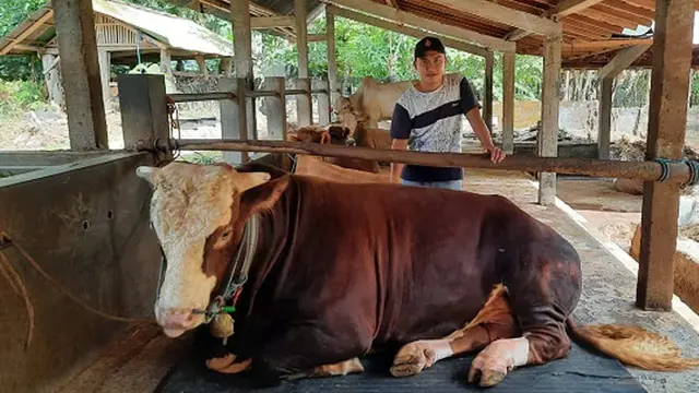 Bisnis Sapi Kurban: Peluang Cuan Besar di Momen Idul Adha